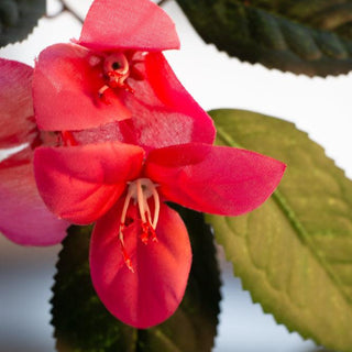 Ontdek 10 leuke feitjes over de Bougainvillea! Flora City