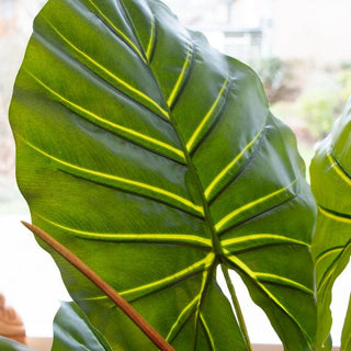 Ontdek 10 leuke feitjes over de Monstera! Flora City